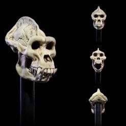 Undead Heads Pack. Mythic Legions: All Stars 6. -Ventas PIXELATOY undead heads pack mythic legions all stars 6 3